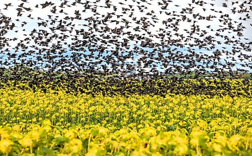 Ruth Bonneville / Free Press
Standup - Blackbirds Fly over Sunflower fields
A massive flock of blackbirds swarms a sunflower fields near Matlock Manitoba, feeding on mature seeds to fuel up for their upcoming autumn migration Tuesday afternoon.
Sept 15th, 2026