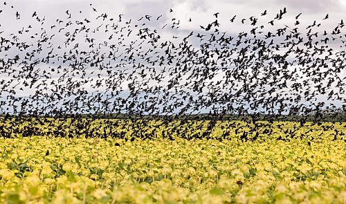 Ruth Bonneville / Free Press
Standup - Blackbirds Fly over Sunflower fields
A massive flock of blackbirds swarms a sunflower fields near Matlock Manitoba, feeding on mature seeds to fuel up for their upcoming autumn migration Tuesday afternoon.
Sept 15th, 2026