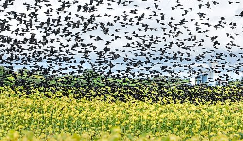 Ruth Bonneville / Free Press
Standup - Blackbirds Fly over Sunflower fields
A massive flock of blackbirds swarms a sunflower fields near Matlock Manitoba, feeding on mature seeds to fuel up for their upcoming autumn migration Tuesday afternoon.
Sept 15th, 2026