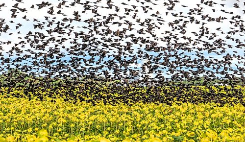 Ruth Bonneville / Free Press
Standup - Blackbirds Fly over Sunflower fields
A massive flock of blackbirds swarms a sunflower fields near Matlock Manitoba, feeding on mature seeds to fuel up for their upcoming autumn migration Tuesday afternoon.
Sept 15th, 2026