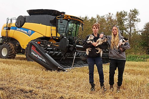 16092026
Farmers and sisters Stefanie and Cassandra Lepp with their dogs Violet, Wiley and Myles in one of their partially harvested wheat fields at their farm northwest of Rivers on Wednesday. The wet weather is having a major impact on farmers trying to get their crops off their fields. The Lepp’s have 200 acres of wheat and 1300 acres of canola left to harvest. 
(Tim Smith/The Brandon Sun)
