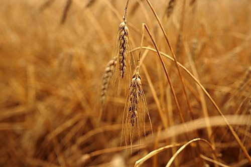 16092026
Wheat hangs fallen over at Stephanie and Cassandra Lepp’s farm northwest of Rivers in the rain on Wednesday. The wet weather is having a major impact on farmers trying to get their crops off their fields. The Lepp’s have 200 acres of wheat and 1300 acres of canola left to harvest. 
(Tim Smith/The Brandon Sun)
