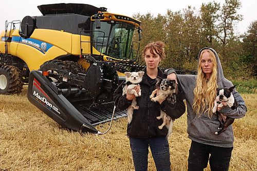 16092026
Farmers and sisters Stefanie and Cassandra Lepp with their dogs Violet, Wiley and Myles in one of their partially harvested wheat fields at their farm northwest of Rivers on Wednesday. The wet weather is having a major impact on farmers trying to get their crops off their fields. The Lepp’s have 200 acres of wheat and 1300 acres of canola left to harvest. 
(Tim Smith/The Brandon Sun)
