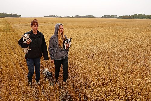 16092026
Farmers and sisters Stephanie and Cassandra Lepp with their dogs Violet, Wiley and Myles in front of the wheat they have left to combine at their farm northwest of Rivers on Wednesday. The wet weather is having a major impact on farmers trying to get their crops off their fields. The Lepp’s have 200 acres of wheat and 1300 acres of canola left to harvest. 
(Tim Smith/The Brandon Sun)
