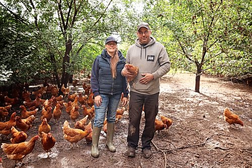 Alicia Dyck and Brian Blanchard with their layer hens at Evergreen Alley Farms south of Boissevain on Friday. Dyck and Blanchard sell eggs from the chickens. (Tim Smith/The Brandon Sun)