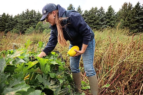 Alicia Dyck harvests squash from her garden at Evergreen Alley Farms south of Boissevain on Friday. (Tim Smith/The Brandon Sun)