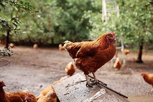 18092026
Layer hen chickens socialize in their pen at Evergreen Alley Farms south of Boissevain on Friday.
(Tim Smith/The Brandon Sun)
