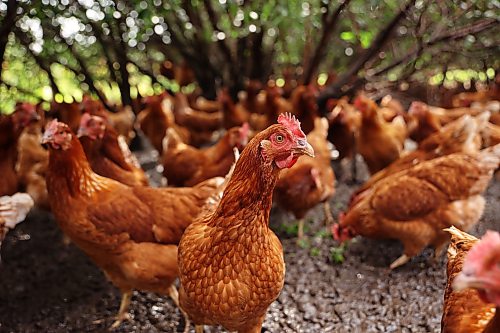 18092026
Layer hen chickens socialize in their pen at Evergreen Alley Farms south of Boissevain on Friday.
(Tim Smith/The Brandon Sun)
