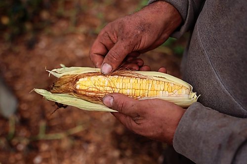 18092026
Brian Blanchard looks over a cob of corn from the garden at Evergreen Alley Farms south of Boissevain on Friday. (Tim Smith/The Brandon Sun)
