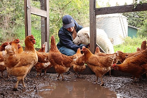 18092026
Alicia Dyck and her dog Aspen visit with layer hen chickens in their pen at Evergreen Alley Farms south of Boissevain on Friday. Dyck and her partner Brian Blanchard sell eggs from the chickens.
(Tim Smith/The Brandon Sun)