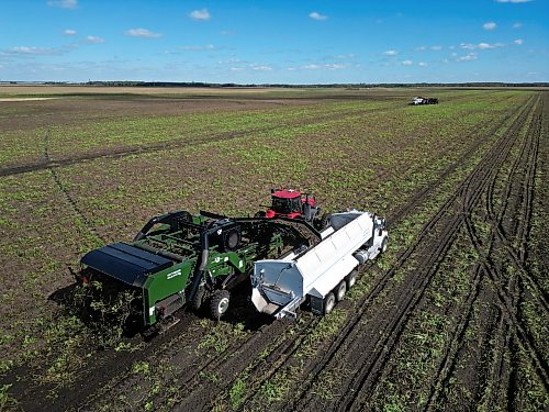 22092026
Potatoes are harvested northeast of Brandon on a sunny Tuesday afternoon. Westman farmers are making the most of any dry days to get their crops off the fields.
(Tim Smith/The Brandon Sun)