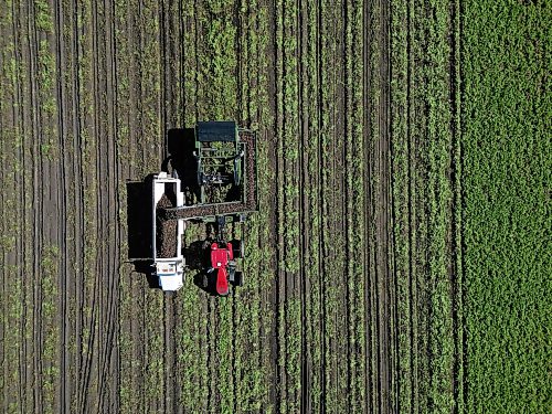 22092026
Potatoes are harvested northeast of Brandon on a sunny Tuesday afternoon. Westman farmers are making the most of any dry days to get their crops off the fields.
(Tim Smith/The Brandon Sun)