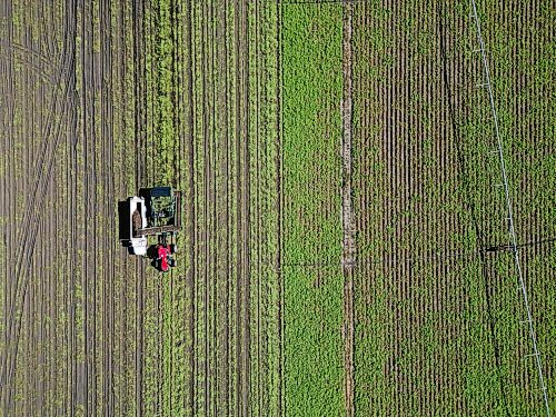 22092026
Potatoes are harvested northeast of Brandon on a sunny Tuesday afternoon. Westman farmers are making the most of any dry days to get their crops off the fields.
(Tim Smith/The Brandon Sun)