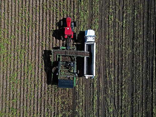 22092026
Potatoes are harvested northeast of Brandon on a sunny Tuesday afternoon. Westman farmers are making the most of any dry days to get their crops off the fields. 
(Tim Smith/The Brandon Sun)