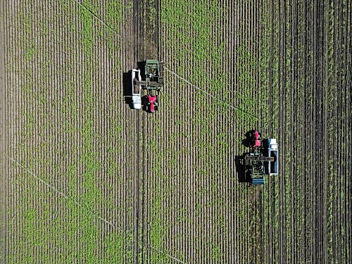 22092026
Potatoes are harvested northeast of Brandon on a sunny Tuesday afternoon. Westman farmers are making the most of any dry days to get their crops off the fields.
(Tim Smith/The Brandon Sun)