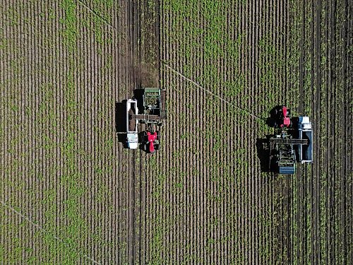 22092026
Potatoes are harvested northeast of Brandon on a sunny Tuesday afternoon. Westman farmers are making the most of any dry days to get their crops off the fields.
(Tim Smith/The Brandon Sun)