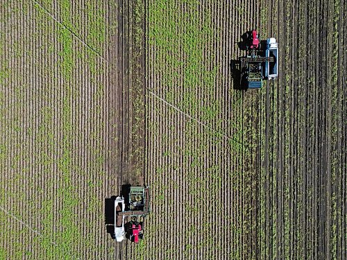 22092026
Potatoes are harvested northeast of Brandon on a sunny Tuesday afternoon. Westman farmers are making the most of any dry days to get their crops off the fields.
(Tim Smith/The Brandon Sun)