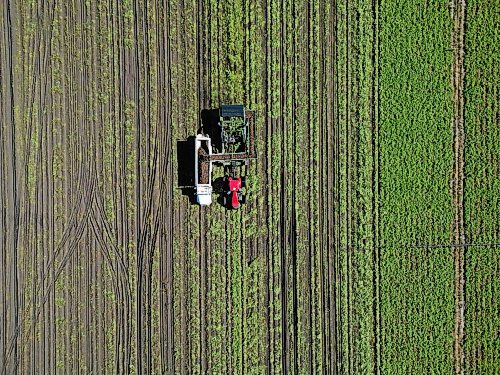 22092026
Potatoes are harvested northeast of Brandon on a sunny Tuesday afternoon. Westman farmers are making the most of any dry days to get their crops off the fields.
(Tim Smith/The Brandon Sun)