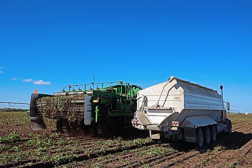 22092026
Potatoes are harvested for Spud Plains Farms northeast of Brandon on a sunny Tuesday afternoon. Westman farmers are making the most of any dry days to get their crops off the fields.
(Tim Smith/The Brandon Sun)