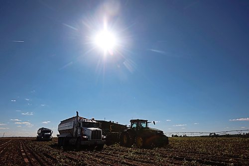22092026
Potatoes are harvested for Spud Plains Farms northeast of Brandon on a sunny Tuesday afternoon. Westman farmers are making the most of any dry days to get their crops off the fields.
(Tim Smith/The Brandon Sun)