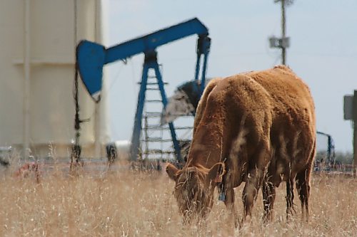 Legacy Brandon Sun A cow grazes near an oil pump in a pasture south of Pierson, Manitoba. (Matt Goerzen/Brandon Sun)