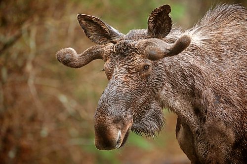 A bull moose with velvet on his growing antlers in this file image from 2021. (Tim Smith/The Brandon Sun)
