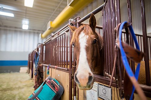 A horse waits in its stall at the 2019 Manitoba Barrel Racing Association Finals in the Keystone Centre. (Chelsea Kemp/The Brandon Sun)