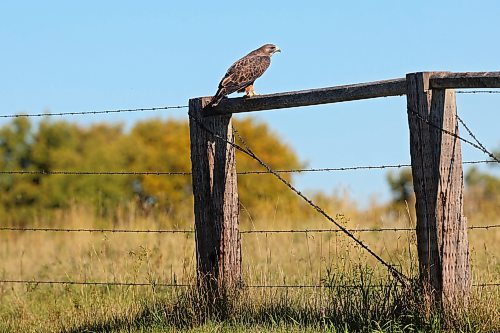 A hawk perches on a fence bordering a property on Kirkham Road outside Brandon on a warm and sunny Monday. (Tim Smith/The Brandon Sun)