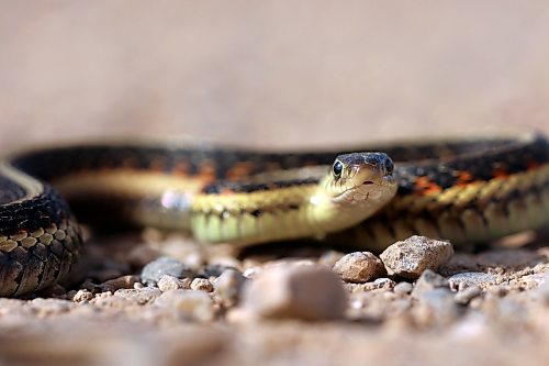 A garter snake travels across a grid road near Edrans, Manitoba on a recent warm day. Garter snakes are on the move as they prepare for winter brumation.
(Tim Smith/The Brandon Sun)