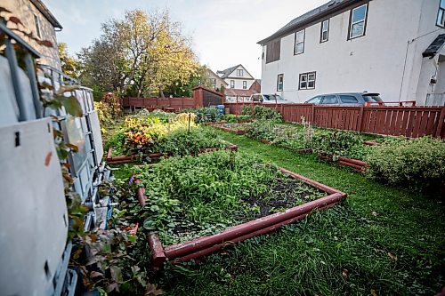 JOHN WOODS / FREE PRESS
Darren Warren, president of the William Whyte Neighbourhood Association, speaks about boarded up houses and other housing conditions as he walks past a community garden on Burrows in the William Whyte neighbourhood in Winnipeg, Monday, October 5, 2026.
reporter: Julie