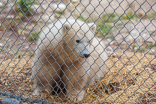 MIKE DEAL / FREE PRESS
The latest addition to the polar bear family at the Assiniboine Park Conservancy can now be visited at the Zoo’s Leatherdale International Polar Bear Conservation Centre. The yet to be named orphaned polar bear cub arrived at the Zoo from Churchill in August.
After consultation with students from the Duke of Marlborough School in Churchill, a shortlist of names have been selected that the public can now vote for by going to the website: www.assiniboinepark.ca/polarbearname.
The four names to choose from are:
* Duke: Honours Duke of Marlborough School, a source of pride for the students.
* Marly: Like Duke, this name honours the school and its students.
* Fletcher: In honour of Fletcher Lake, a subarctic lake located in Wapusk National Park.
* Mantayo: Represents the Cree name for a large river in Churchill, River of Strangers

261008 - Thursday, October 08, 2026.