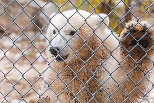 MIKE DEAL / FREE PRESS
The latest addition to the polar bear family at the Assiniboine Park Conservancy can now be visited at the Zoo’s Leatherdale International Polar Bear Conservation Centre. The yet to be named orphaned polar bear cub arrived at the Zoo from Churchill in August.
After consultation with students from the Duke of Marlborough School in Churchill, a shortlist of names have been selected that the public can now vote for by going to the website: www.assiniboinepark.ca/polarbearname.
The four names to choose from are:
* Duke: Honours Duke of Marlborough School, a source of pride for the students.
* Marly: Like Duke, this name honours the school and its students.
* Fletcher: In honour of Fletcher Lake, a subarctic lake located in Wapusk National Park.
* Mantayo: Represents the Cree name for a large river in Churchill, River of Strangers
261008 - Thursday, October 08, 2026.