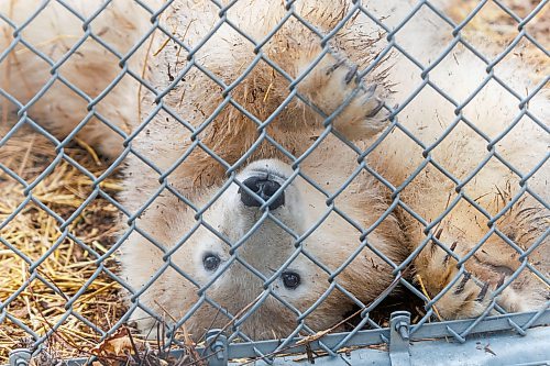 MIKE DEAL / FREE PRESS
The latest addition to the polar bear family at the Assiniboine Park Conservancy can now be visited at the Zoo’s Leatherdale International Polar Bear Conservation Centre. The yet to be named orphaned polar bear cub arrived at the Zoo from Churchill in August.
After consultation with students from the Duke of Marlborough School in Churchill, a shortlist of names have been selected that the public can now vote for by going to the website: www.assiniboinepark.ca/polarbearname.
The four names to choose from are:
* Duke: Honours Duke of Marlborough School, a source of pride for the students.
* Marly: Like Duke, this name honours the school and its students.
* Fletcher: In honour of Fletcher Lake, a subarctic lake located in Wapusk National Park.
* Mantayo: Represents the Cree name for a large river in Churchill, River of Strangers
261008 - Thursday, October 08, 2026.
