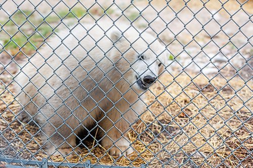 MIKE DEAL / FREE PRESS
The latest addition to the polar bear family at the Assiniboine Park Conservancy can now be visited at the Zoo’s Leatherdale International Polar Bear Conservation Centre. The yet to be named orphaned polar bear cub arrived at the Zoo from Churchill in August.
After consultation with students from the Duke of Marlborough School in Churchill, a shortlist of names have been selected that the public can now vote for by going to the website: www.assiniboinepark.ca/polarbearname.
The four names to choose from are:
* Duke: Honours Duke of Marlborough School, a source of pride for the students.
* Marly: Like Duke, this name honours the school and its students.
* Fletcher: In honour of Fletcher Lake, a subarctic lake located in Wapusk National Park.
* Mantayo: Represents the Cree name for a large river in Churchill, River of Strangers
261008 - Thursday, October 08, 2026.
