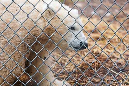 MIKE DEAL / FREE PRESS
The latest addition to the polar bear family at the Assiniboine Park Conservancy can now be visited at the Zoo’s Leatherdale International Polar Bear Conservation Centre. The yet to be named orphaned polar bear cub arrived at the Zoo from Churchill in August.
After consultation with students from the Duke of Marlborough School in Churchill, a shortlist of names have been selected that the public can now vote for by going to the website: www.assiniboinepark.ca/polarbearname.
The four names to choose from are:
* Duke: Honours Duke of Marlborough School, a source of pride for the students.
* Marly: Like Duke, this name honours the school and its students.
* Fletcher: In honour of Fletcher Lake, a subarctic lake located in Wapusk National Park.
* Mantayo: Represents the Cree name for a large river in Churchill, River of Strangers

261008 - Thursday, October 08, 2026.