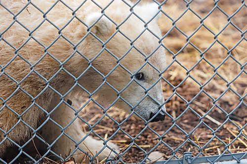 MIKE DEAL / FREE PRESS
The latest addition to the polar bear family at the Assiniboine Park Conservancy can now be visited at the Zoo’s Leatherdale International Polar Bear Conservation Centre. The yet to be named orphaned polar bear cub arrived at the Zoo from Churchill in August.
After consultation with students from the Duke of Marlborough School in Churchill, a shortlist of names have been selected that the public can now vote for by going to the website: www.assiniboinepark.ca/polarbearname.
The four names to choose from are:
* Duke: Honours Duke of Marlborough School, a source of pride for the students.
* Marly: Like Duke, this name honours the school and its students.
* Fletcher: In honour of Fletcher Lake, a subarctic lake located in Wapusk National Park.
* Mantayo: Represents the Cree name for a large river in Churchill, River of Strangers

261008 - Thursday, October 08, 2026.