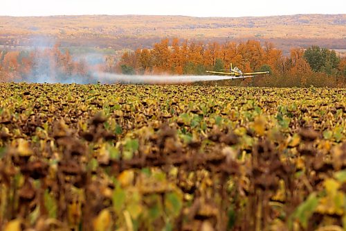 An aerial spray plane sprays sunflowers near Birnie, Manitoba on a grey fall Thursday afternoon.
(Tim Smith/The Brandon Sun)