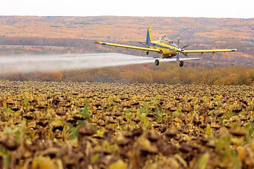 An aerial spray plane sprays sunflowers near Birnie, Manitoba on a grey fall Thursday afternoon. 
(Tim Smith/The Brandon Sun)