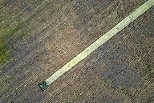 A combine with De Koning Farms harvests canola north of Mountain Road and west of Highway 5 on a grey Thursday. The farm has approximately three days of canola harvest left and roughly two days of bean harvest. 
(Tim Smith/The Brandon Sun)