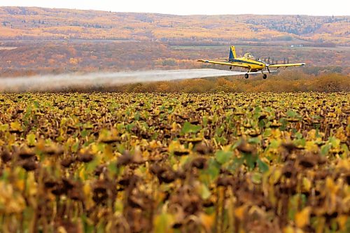 An aerial spray plane sprays sunflowers near Birnie, Manitoba on a grey fall Thursday afternoon.
(Tim Smith/The Brandon Sun)