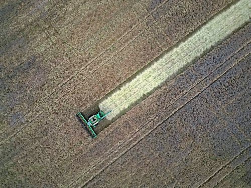A combine with De Koning Farms harvests canola north of Mountain Road and west of Highway 5 on a grey Thursday. The farm has approximately three days of canola harvest left and roughly two days of bean harvest.
(Tim Smith/The Brandon Sun)