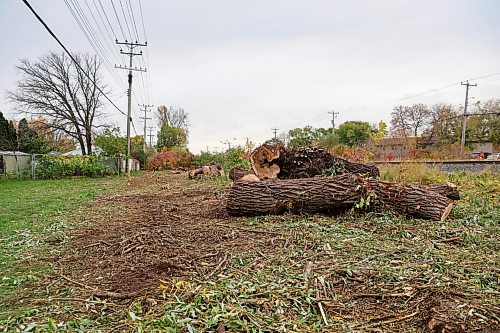 BROOK JONES/FREE PRESS
Manitoba Hydro cut down mature trees between the pathway at Elizabeth Road and the CPKC railway tracks that stretch the length of Archibald Street in Windsor Park.