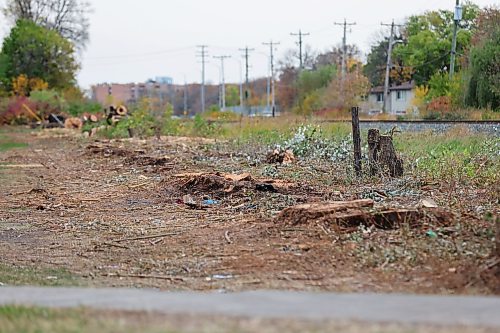 BROOK JONES/FREE PRESS
Manitoba Hydro cut down mature trees between the pathway at Elizabeth Road and the CPKC railway tracks that stretch the length of Archibald Street in Winnipeg, Man. Tree stumps are pictured on the afternoon of Friday, Oct. 9, 2026.