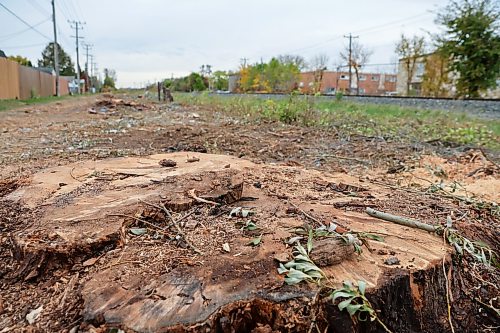 BROOK JONES/FREE PRESS
Manitoba Hydro cut down mature trees between the pathway at Elizabeth Road and the CPKC railway tracks that stretch the length of Archibald Street in Winnipeg, Man. Tree stumps are pictured on the afternoon of Friday, Oct. 9, 2026.