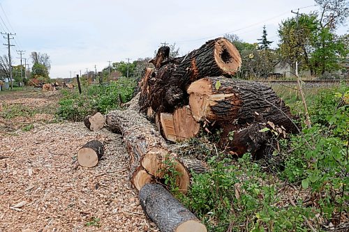 BROOK JONES/FREE PRESS
Manitoba Hydro cut down mature trees between the pathway at Elizabeth Road and the CPKC railway tracks that stretch the length of Archibald Street in Winnipeg, Man. Tree trunks, limbs, and stumps are pictured on the afternoon of Friday, Oct. 9, 2026.