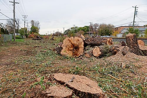 BROOK JONES/FREE PRESS
Manitoba Hydro cut down mature trees between the pathway at Elizabeth Road and the CPKC railway tracks that stretch the length of Archibald Street in Winnipeg, Man. Tree trunks, limbs, and stumps are pictured on the afternoon of Friday, Oct. 9, 2026.
