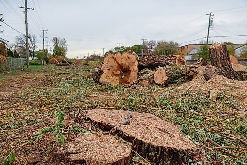 BROOK JONES/FREE PRESS
Manitoba Hydro cut down mature trees between the pathway at Elizabeth Road and the CPKC railway tracks that stretch the length of Archibald Street in Winnipeg, Man. Tree trunks, limbs, and stumps are pictured on the afternoon of Friday, Oct. 9, 2026.