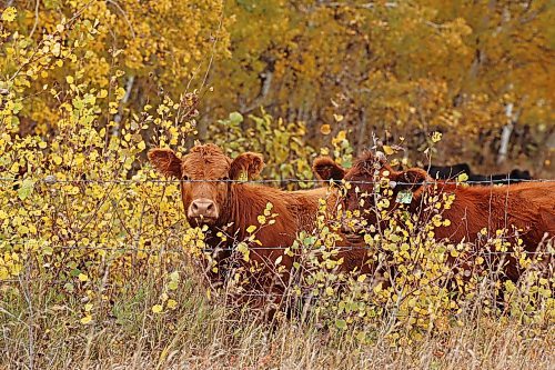 Cows are framed by fall foliage in a field west of Brandon on a cool Tuesday afternoon. (Tim Smith/The Brandon Sun)