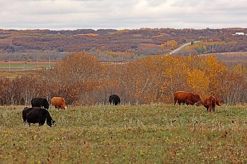 Cattle graze in a field west of Brandon amid fall foliage on a cool Tuesday afternoon.
(Tim Smith/The Brandon Sun)