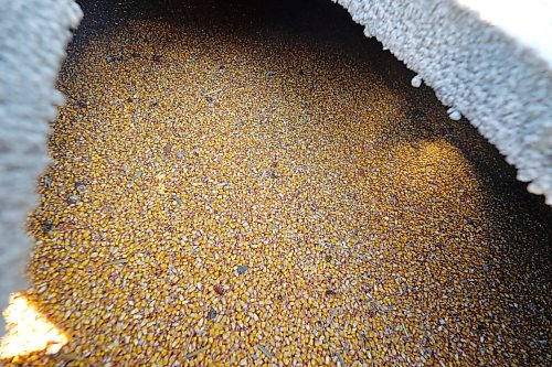 Corn fills a grain bin at Toews’s family farm. (Connor McDowell/The Brandon Sun)